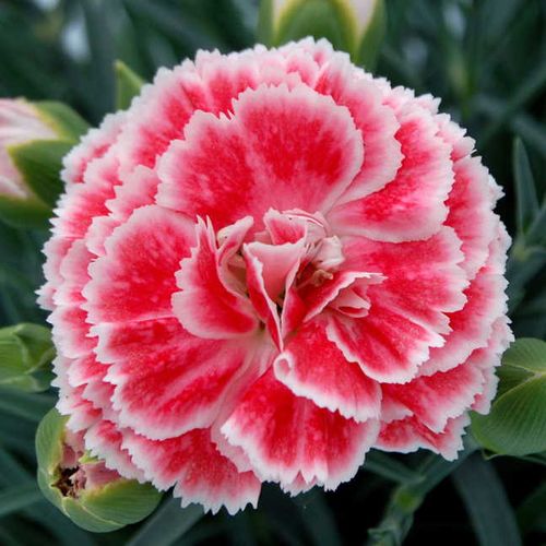 Dianthus Scent First&reg; 'Coral Reef' Image