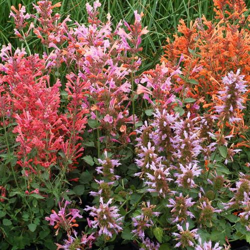 Agastache Kudos&trade; 'Kudos Mandarin' Hyssop Image