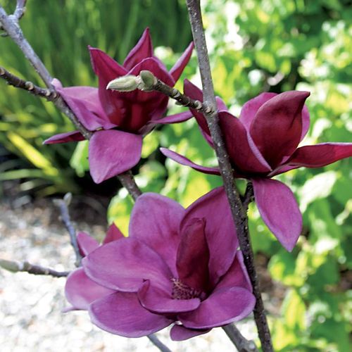 Magnolia 'Genie' Image