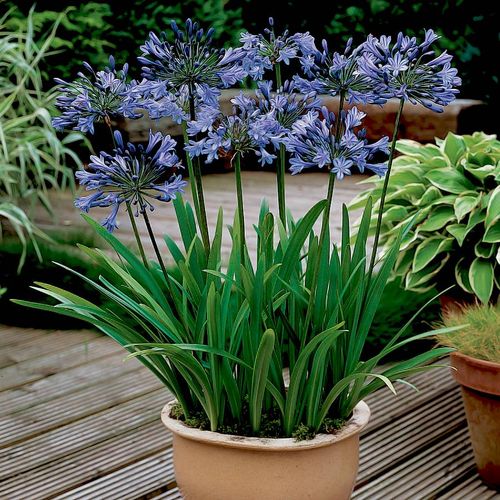 Black Buddha Lily of the Nile Image