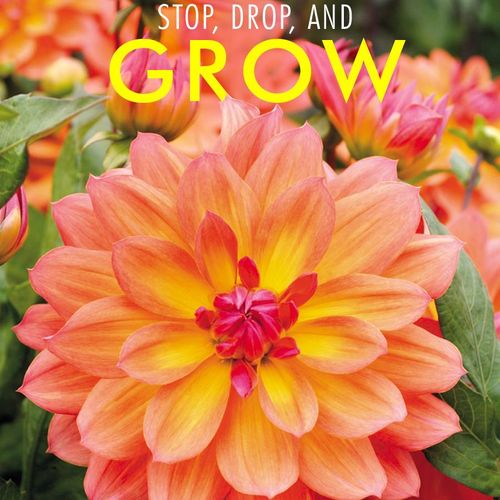 Dahlia 'Firepot' Bulb Image