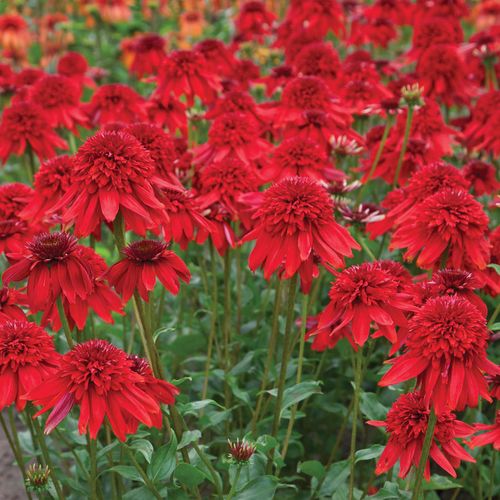 Echinacea 'Eccentric' Image