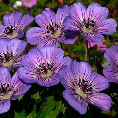 Geranium 'Havana Blues' Image