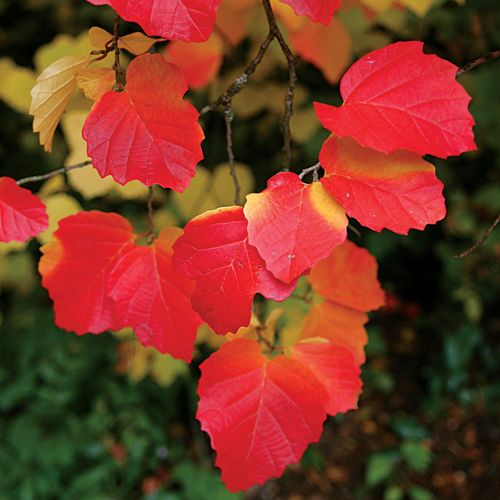 Mount Airy Fothergilla Image