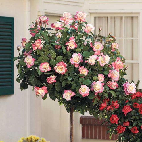 Tree Roses - Rose Trees for Sale | Jackson & Perkins