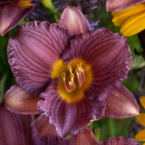 Hemerocallis 'Purple d'Oro' Image