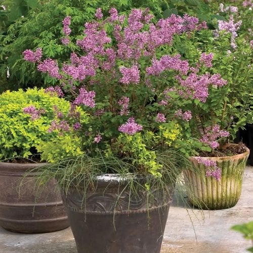 Syringa Bloomerang&reg; Dark Purple Image