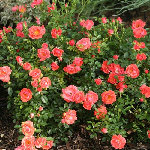 Oso Easy&reg; Mango Salsa Shrub Rose Image
