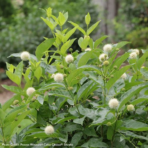 Cephalanthus Sugar Shack&reg; 2.0 Dwarf Buttonbush Image