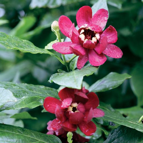 Calycanthus 'Aphrodite' Sweetshrub Image
