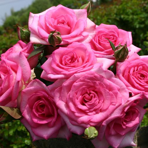 Hordes Roses Kordes Roses: Bred for Excellence | Jackson & Perkins