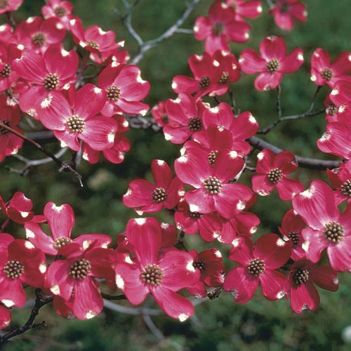 Cherokee Brave&trade; Dogwood Image