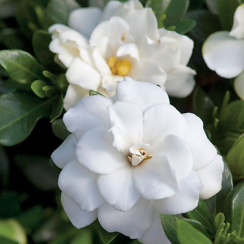 Gardenia 'Double Mint' Image