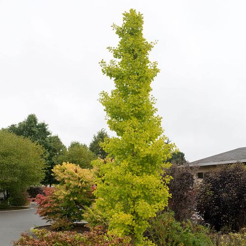 Ginkgo 'Goldspire' Image