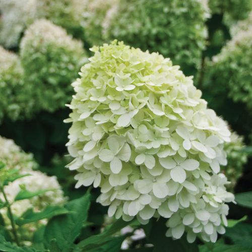 Hydrangea Little Lime&reg; Panicle Hydrangea Image