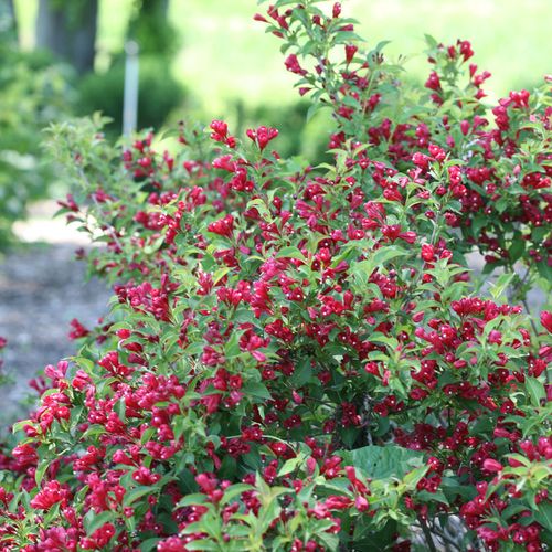 Weigela Sonic Bloom&reg; Red Image
