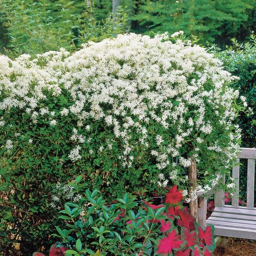 Clematis Sweet Autumn Image