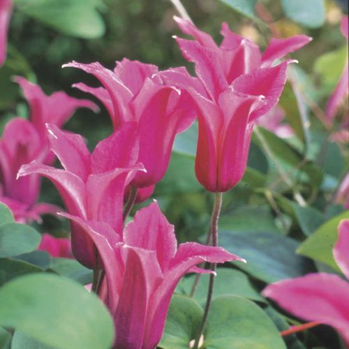 Princess Diana Clematis Image