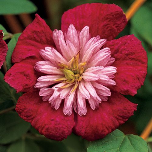 Avant-Garde&trade; Clematis Image