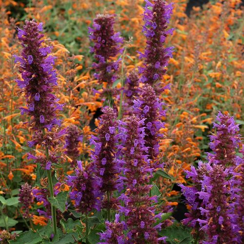 Agastache 'Blue Boa' Hyssop Image