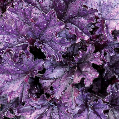 Heuchera Forever&reg; Purple Image