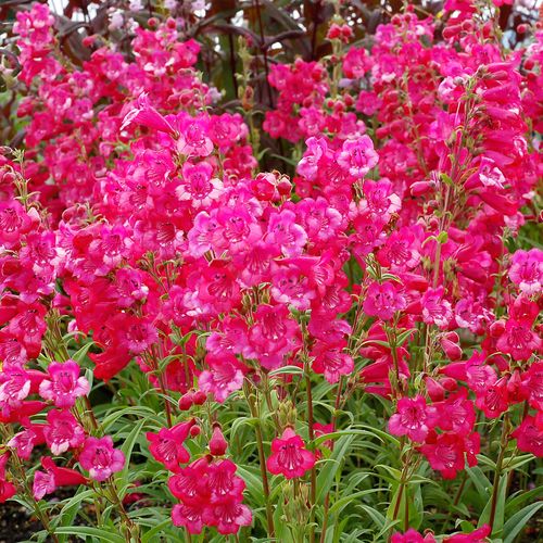 Penstemon Cha Cha&trade; 'Hot Pink' Beardtongue Image