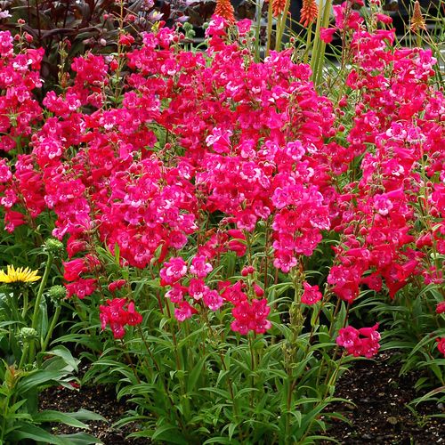 Penstemon Cha Cha&trade; 'Hot Pink' Beardtongue Image