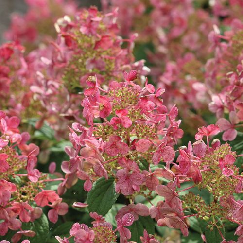 Hydrangea Little Quick Fire&reg; Panicle Hydrangea Image
