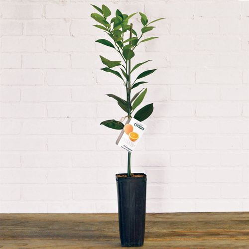 Citrus 'Washington' Navel Orange Tree Image