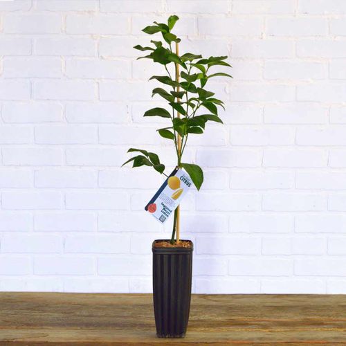 Citrus 'Trovita' Orange Tree Image