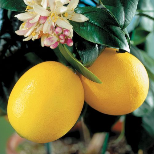 Citrus 'Meyer' Lemon Tree Image