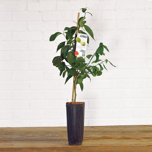 Citrus 'Bearss' Lime Tree Image