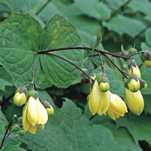 Kirengeshoma palmata Image