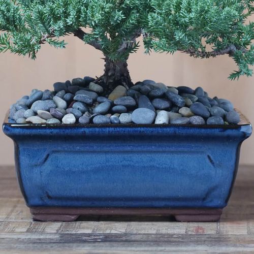Juniper Bonsai Tree Image