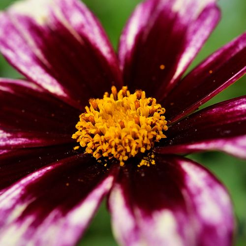 Coreopsis Li'l Bang&trade; 'Starlight' Image