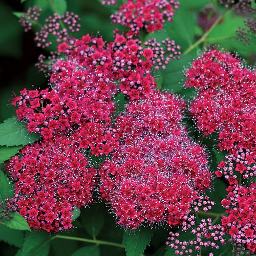 Double Play&reg; Red Spiraea Image