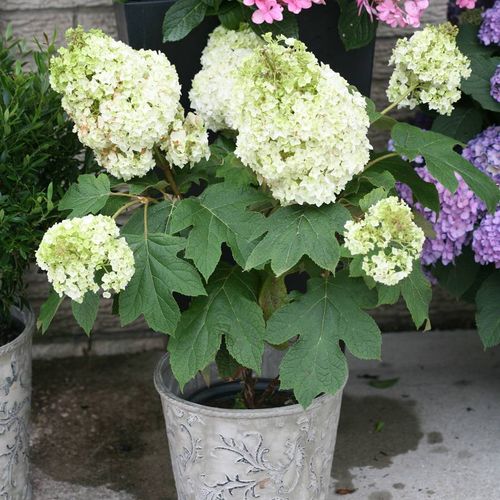 Hydrangea Gatsby Moon&reg; Oakleaf Hydrangea Image