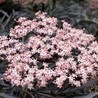 Sambucus Black Lace&reg; Image