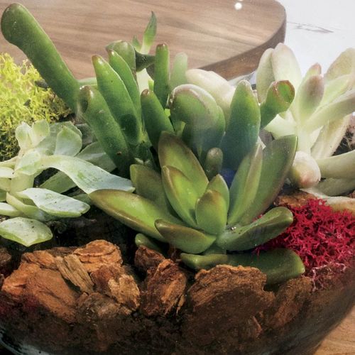 Succulent Terrarium Bowl Image