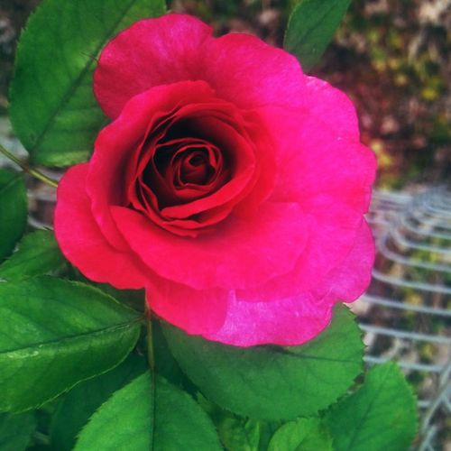 Heirloom Hybrid Tea Rose Image