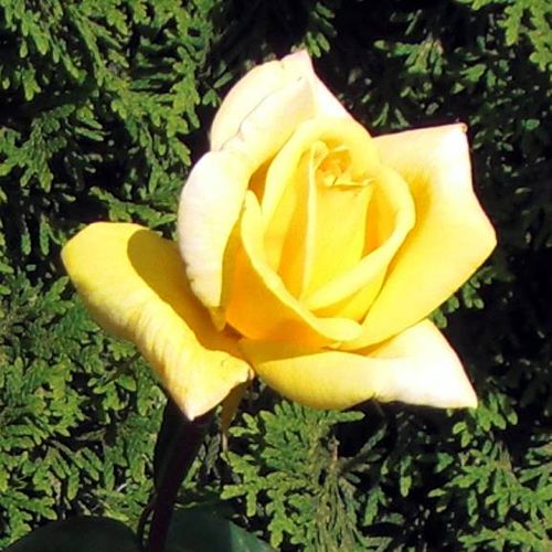Oregold Hybrid Tea Rose Image