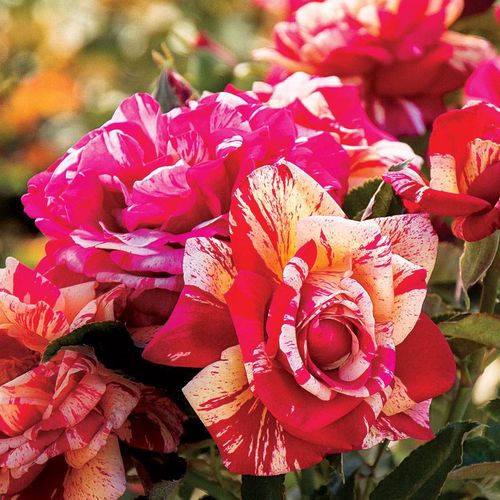 Daring Spirit&reg; Hybrid Tea Rose Image