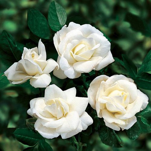 White Rip Roses White Roses - White Rose Bushes for Sale | Jackson & Perkins
