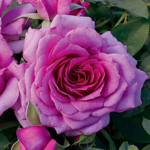 Simply Magnifiscent Grandiflora Rose Image