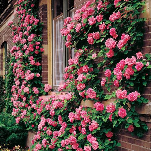 Zephirine Drouhin Climbing Rose Image