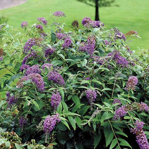 Lo & Behold&reg; Purple Haze Buddleia Butterfly Bush Image