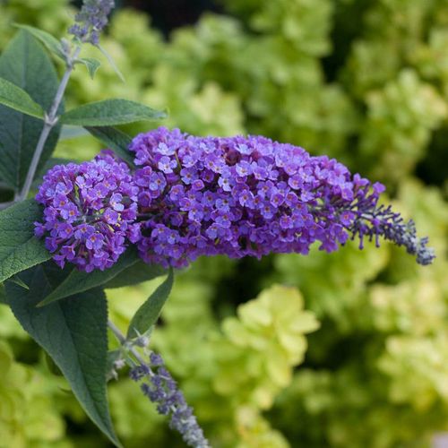 Lo & Behold&reg; Purple Haze Buddleia Butterfly Bush Image