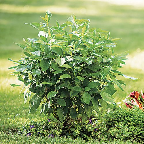 Cornus Arctic Fire&reg; Red Dogwood Image