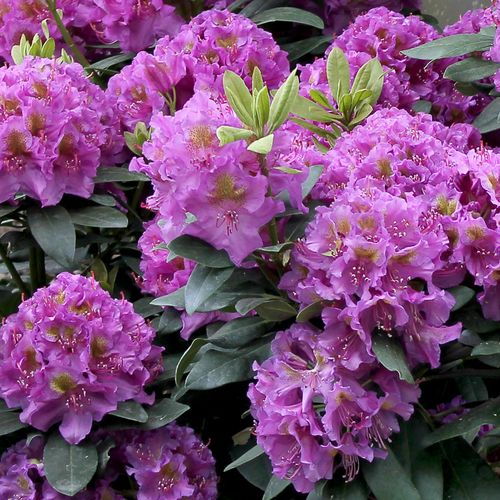 Rhododendron Dandy Man&reg; Purple Image