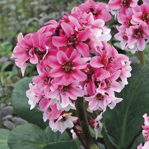 Bergenia Dragonfly&trade; 'Sakura' Image